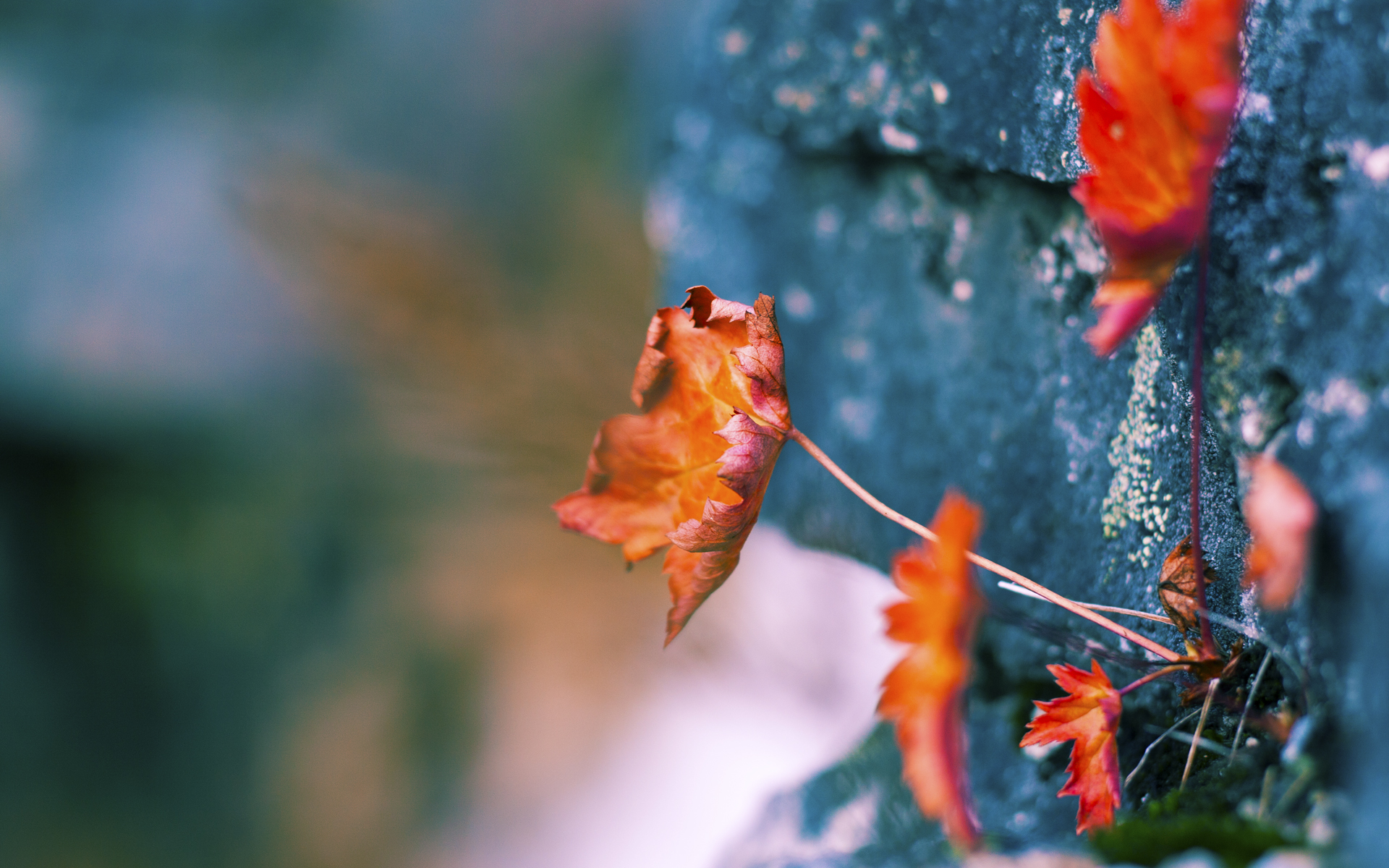 波尔的时代烙印，一个人扛起一支队的现代足球启示录