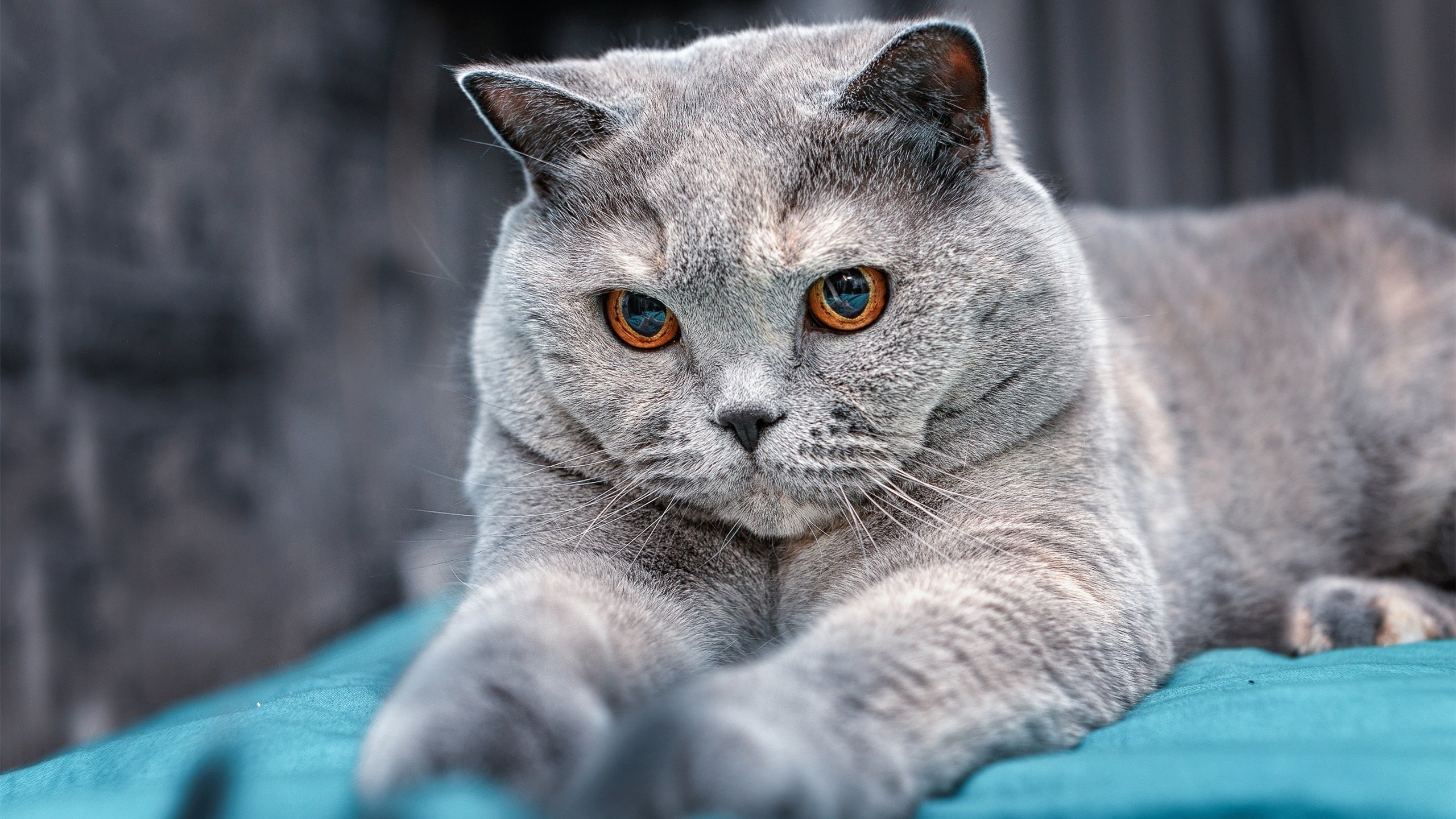 年度焦点之战之夜,本泽马存在感拉满,铸就传奇