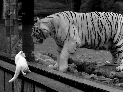 佛罗伦萨友谊赛惊现双响炮，久保建英刷新纪录，巴西队爆冷告负