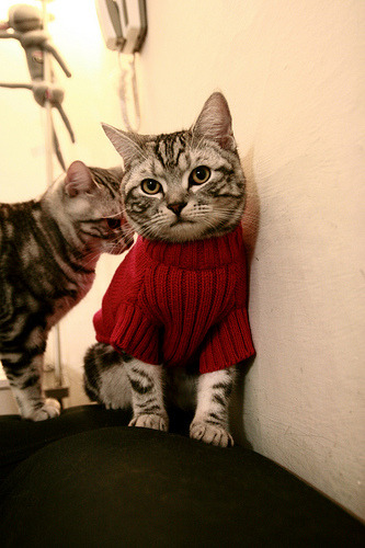 爱游戏娱乐-数字不会说谎，在湖人凯尔特人这场17冠对决中，布伦森正在写下第18种冠军密码