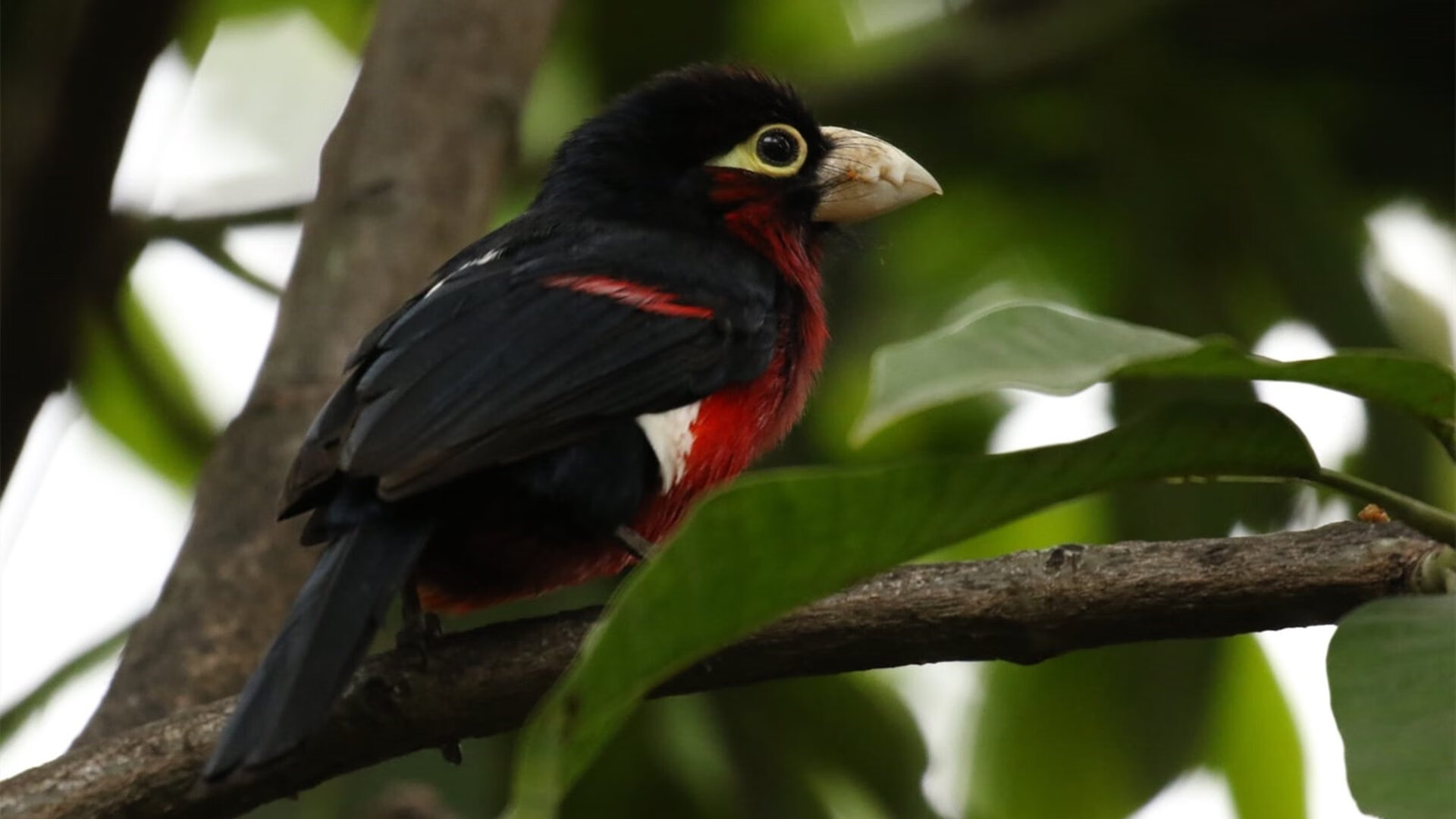 爱游戏官方-锡安轰42+16打碎猛龙防线！文班亚马关键6分定乾坤，马刺惊险过关