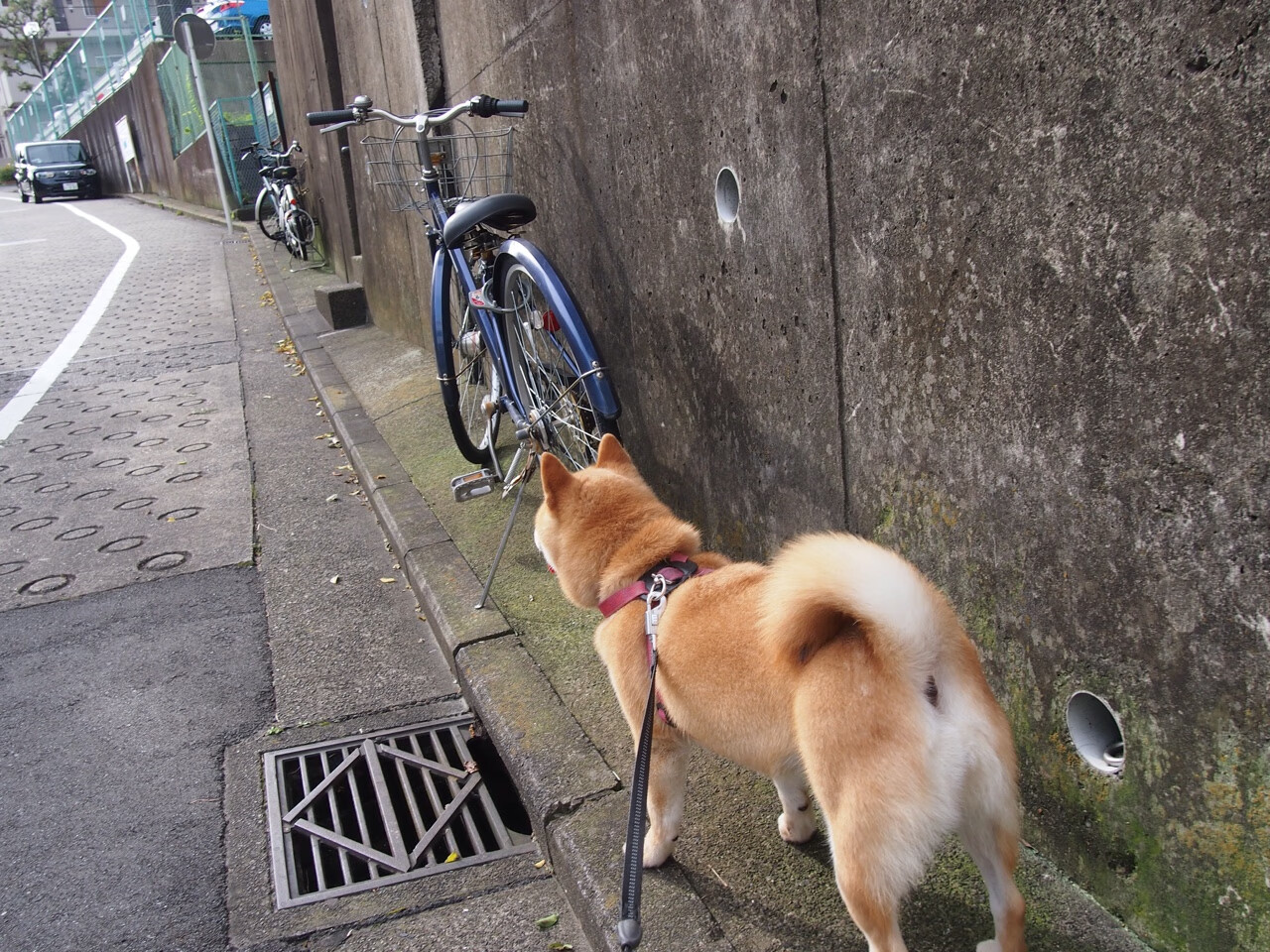 冰火双城记，新疆冰雪逆袭与布伦森奥运火焰