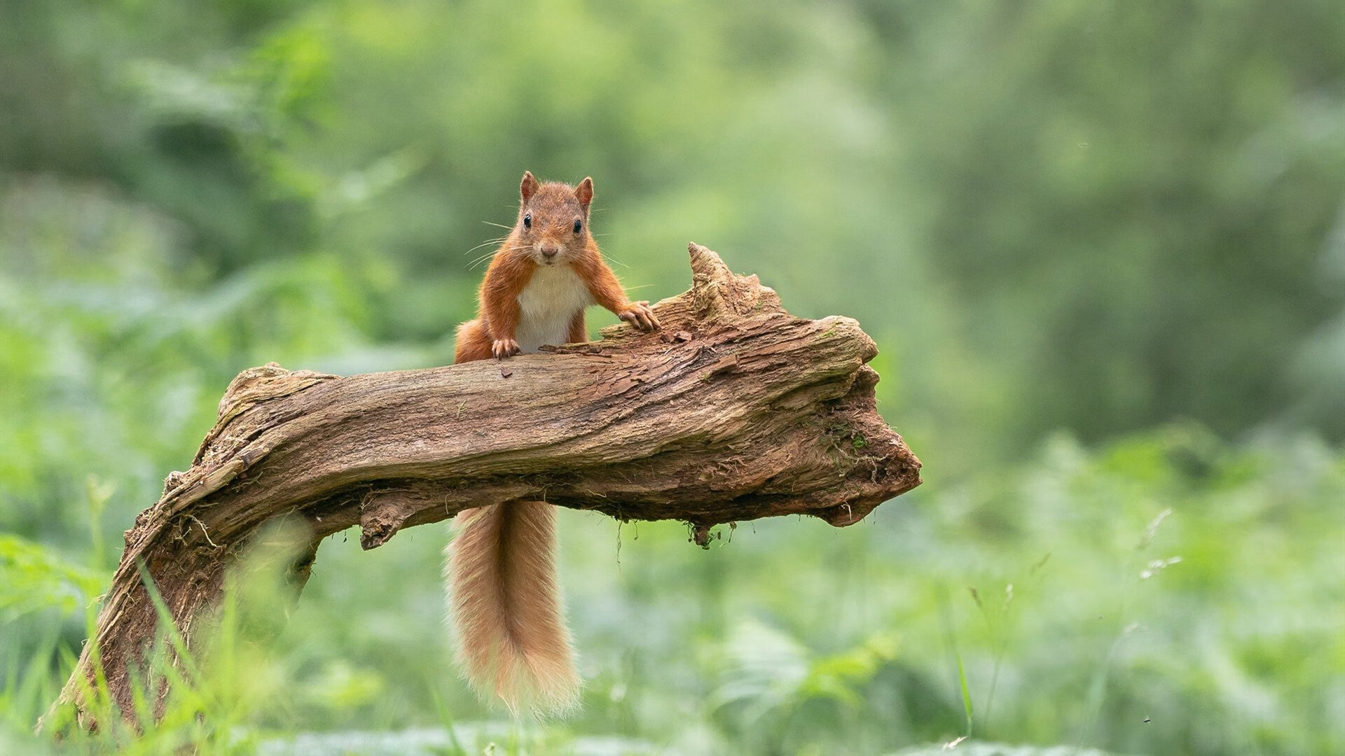 破局者与无解谜题,当加克波的彩虹弧线划过威尔士的绿茵