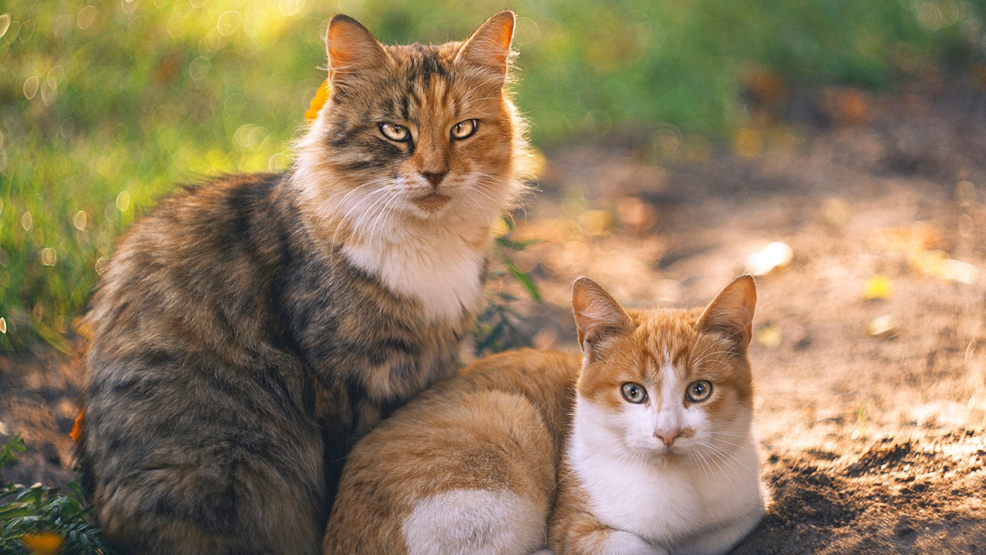 绿茵场的星辰与浪涛，当阿圭罗的节奏遇见尼斯海的绝唱