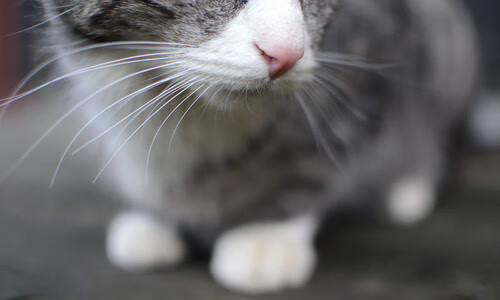 肾上腺素之夜，当F1终点线白热化时，基耶萨在绿茵场刺穿了沉默