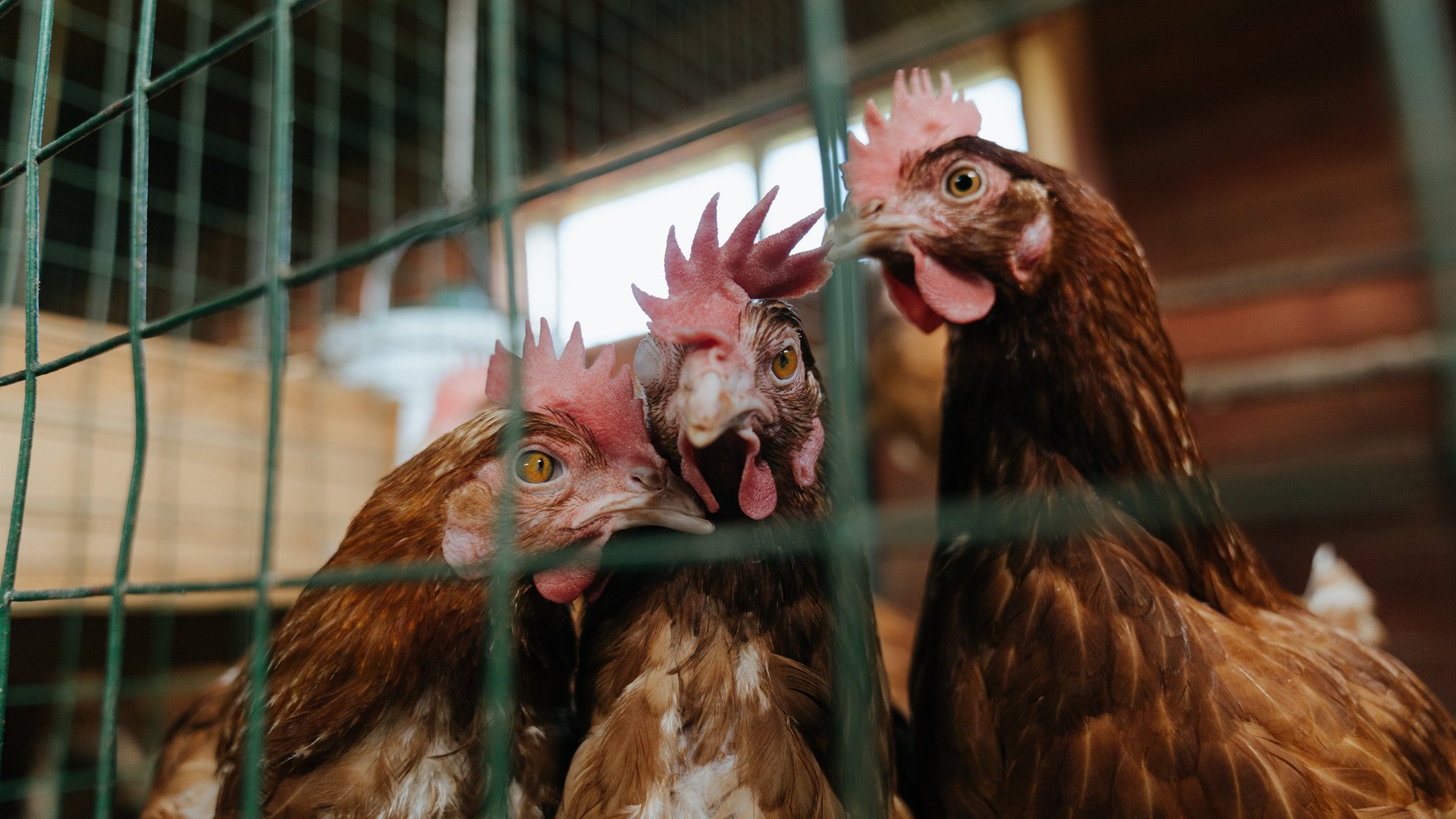 贯穿沙场的战术之锥，浓眉如何成为新疆撕裂辽宁防线的攻防枢纽