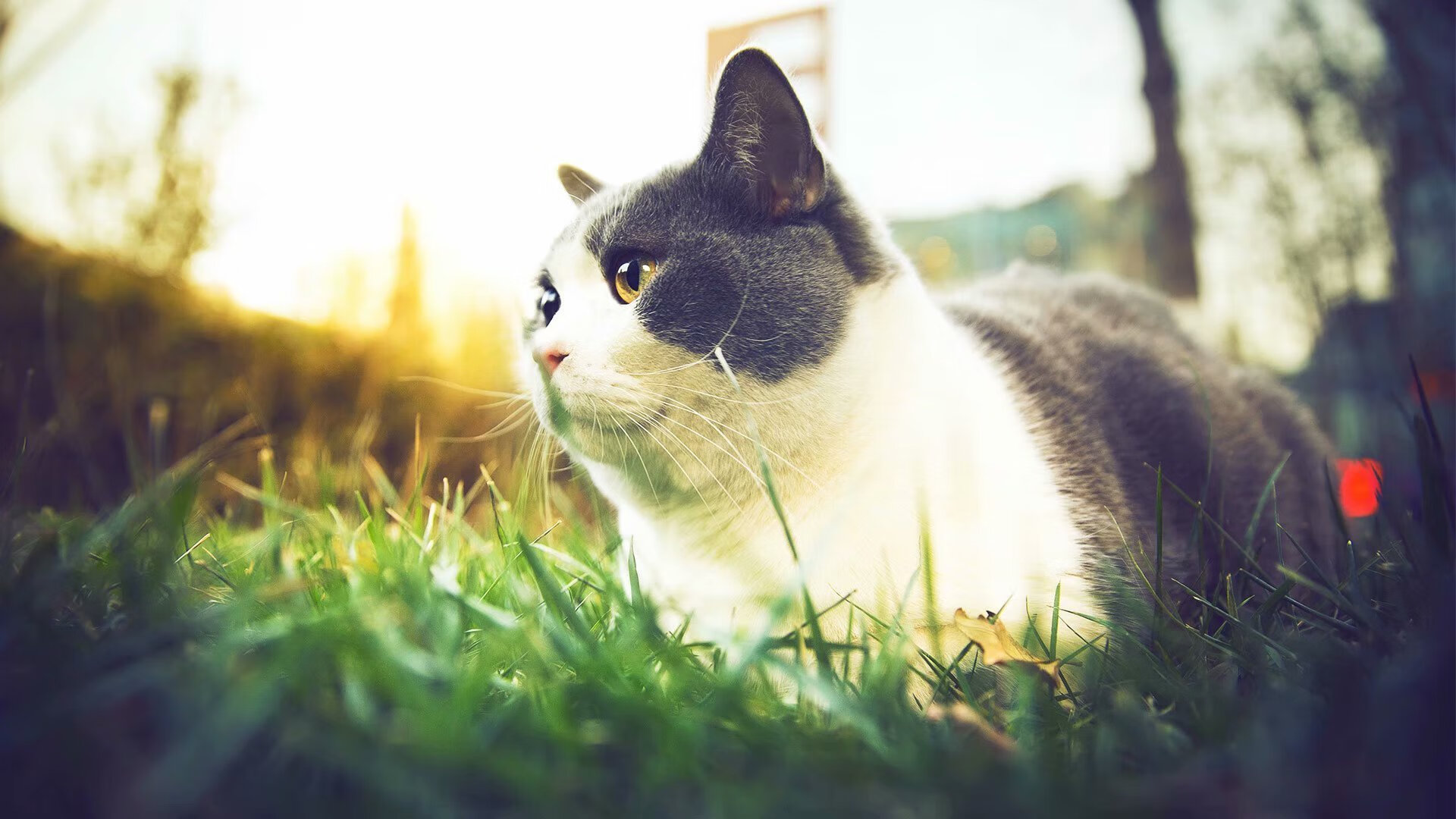 风暴眼中的独舞，罗德里一箭定江山，切尔西踏平诺坎普