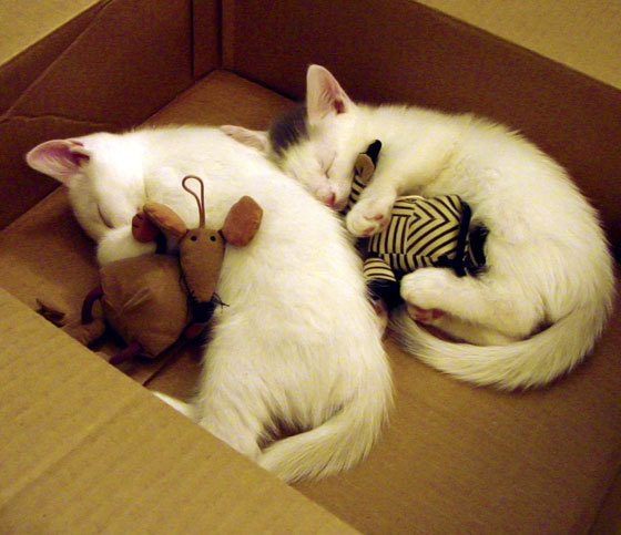 西亚卡姆弑杀旧主，制胜攻防背后的成长印记