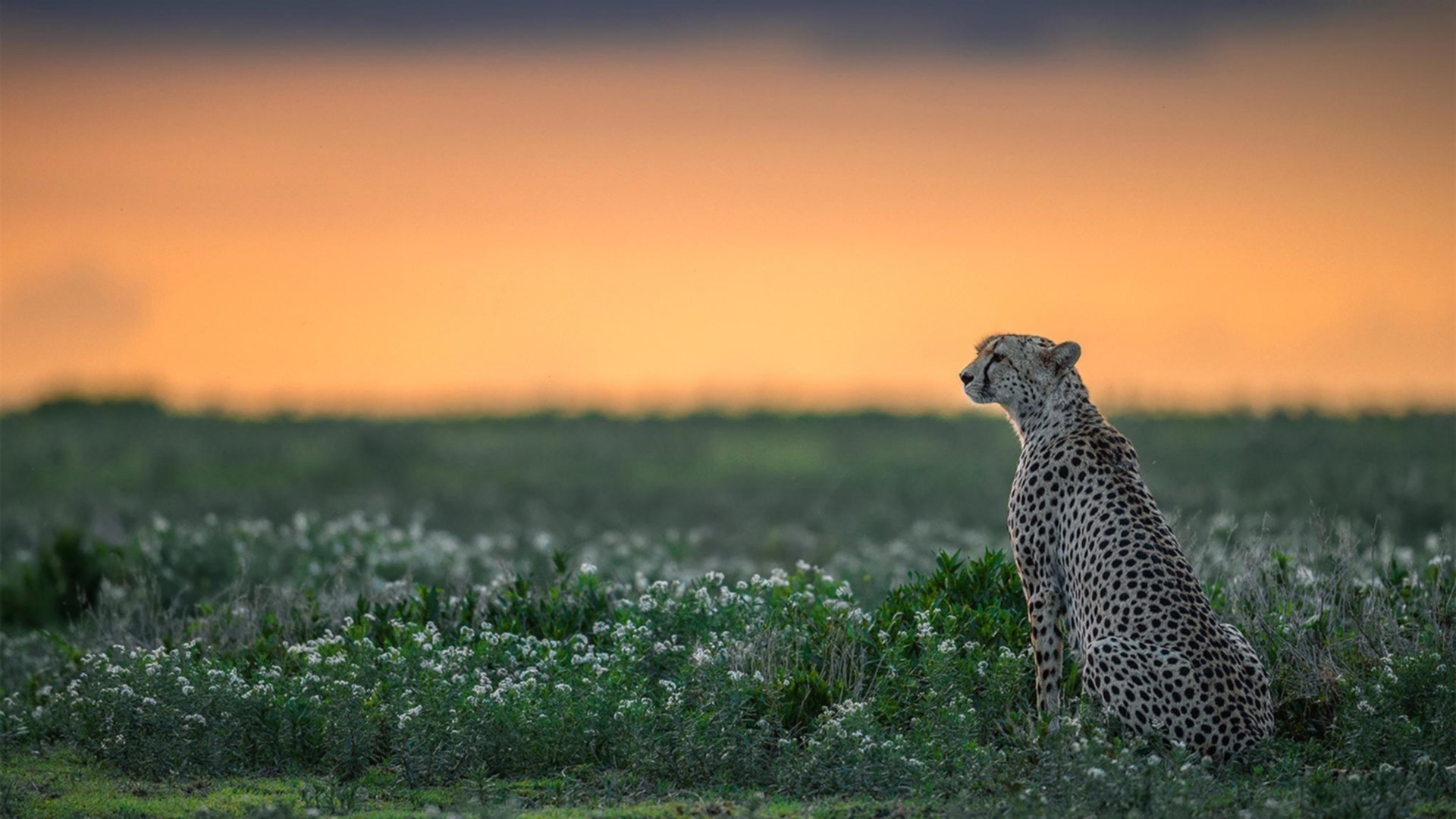 爱游戏入口-唯一性之光，迪马利亚的爆发与墨西哥的战术压制