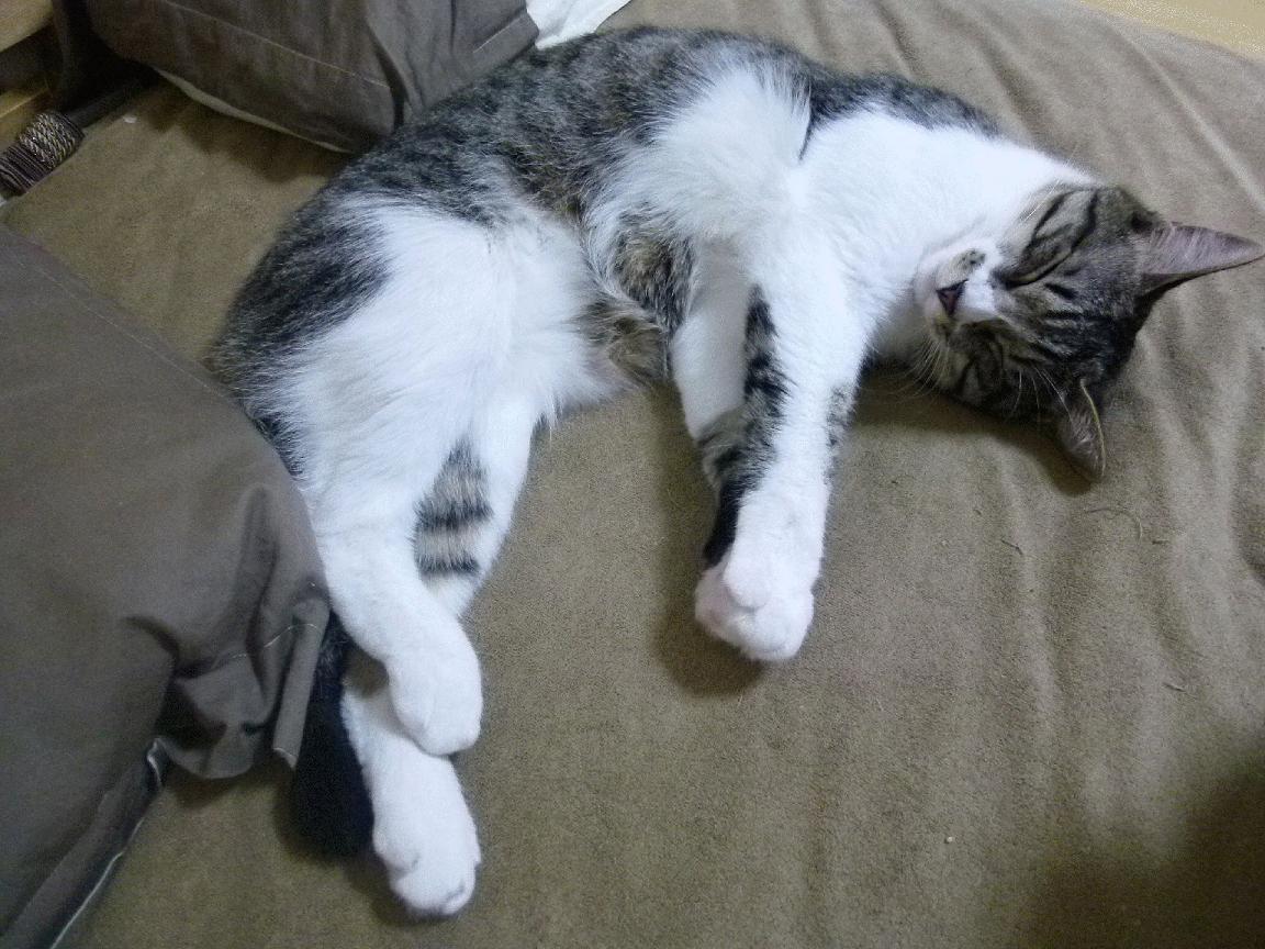 当足球铁幕遇见篮球孤勇，那不勒斯密码与巴雷拉时刻的唯一性告白