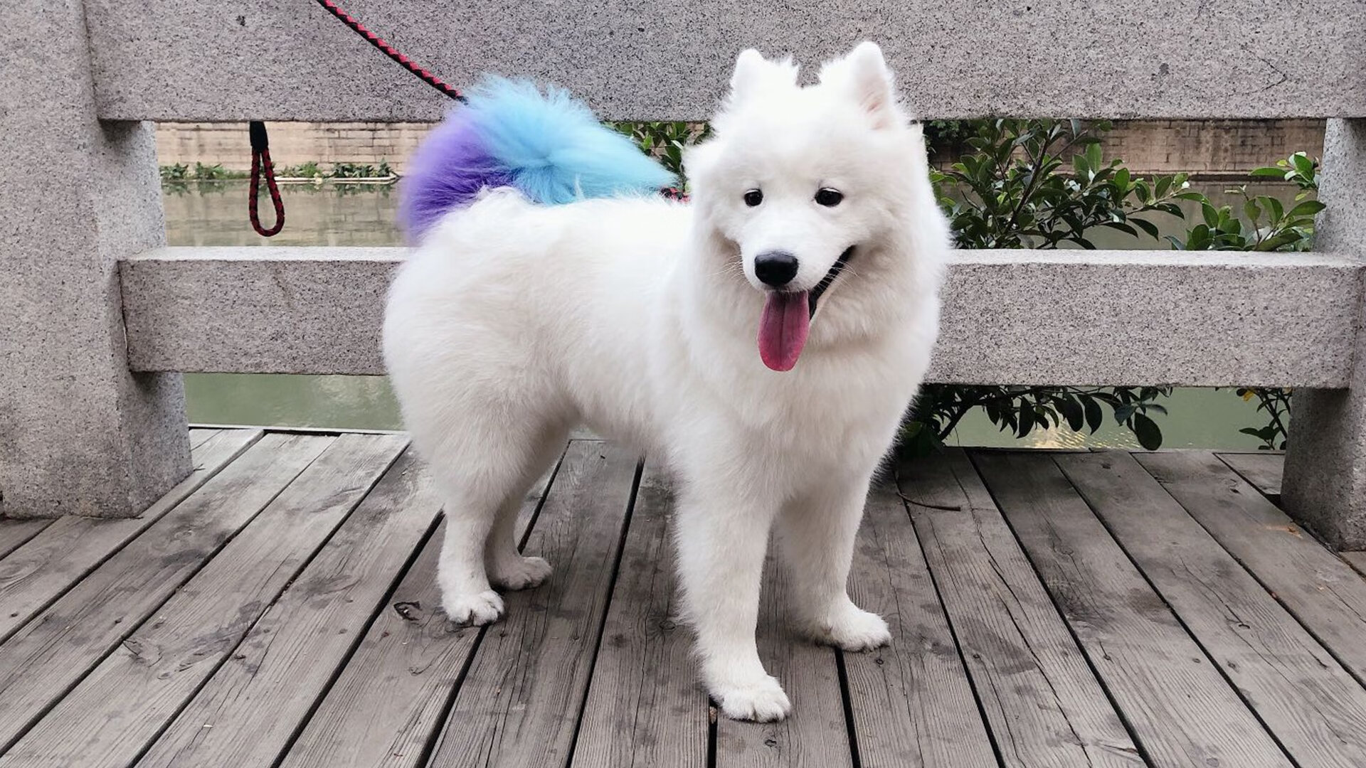 统治全场！久保建英光芒万丈，国际米兰强势淘汰佛罗伦萨晋级