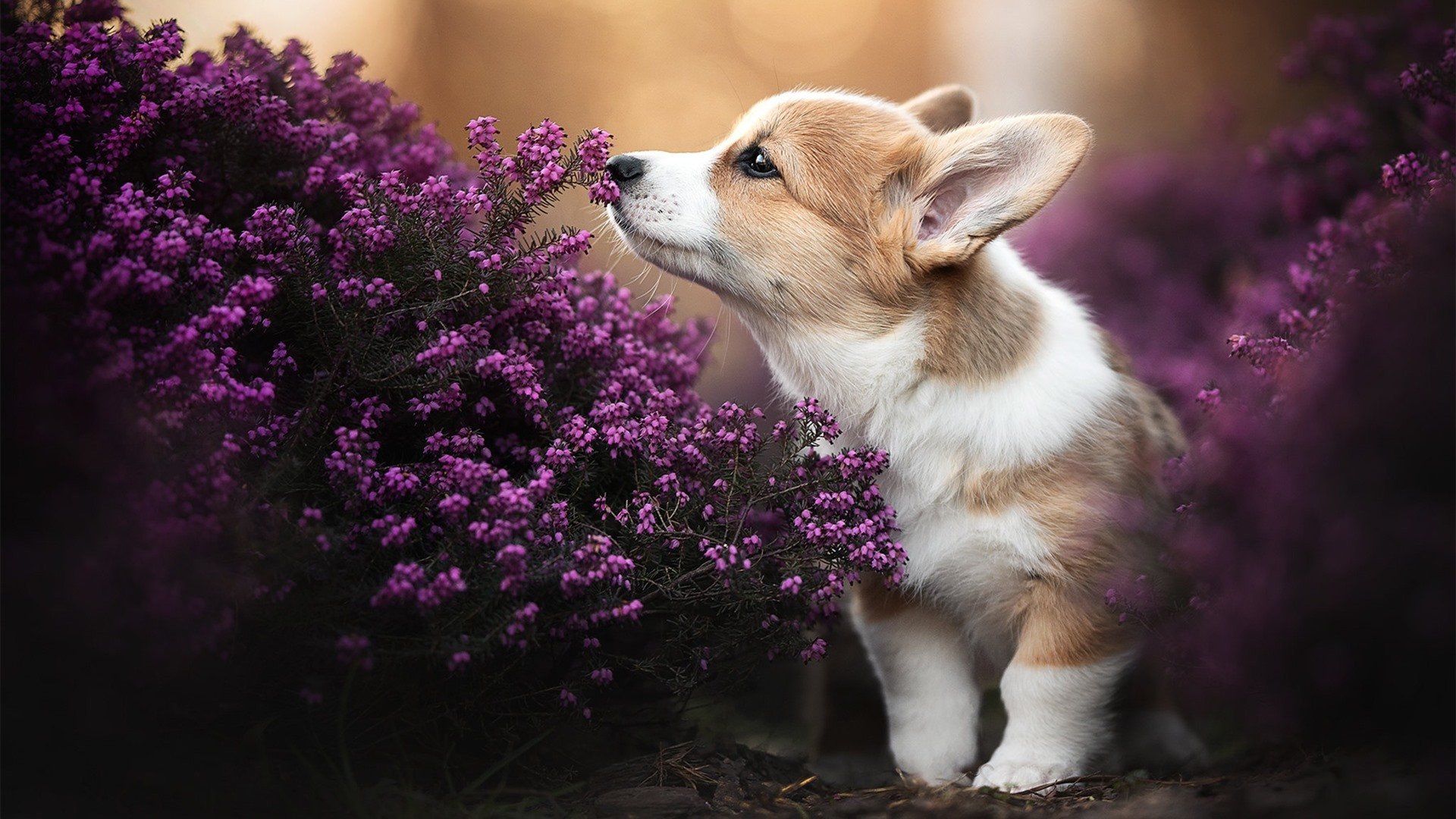 爱游戏官网-新星崛起，文班亚马关键先生助猛龙完胜快船