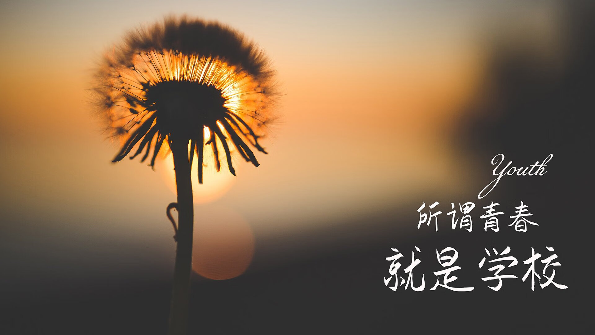 2026,D组的孤勇者,当苏亚雷斯的最后一滴绿茵泪,浇灭了荷兰的青春风暴