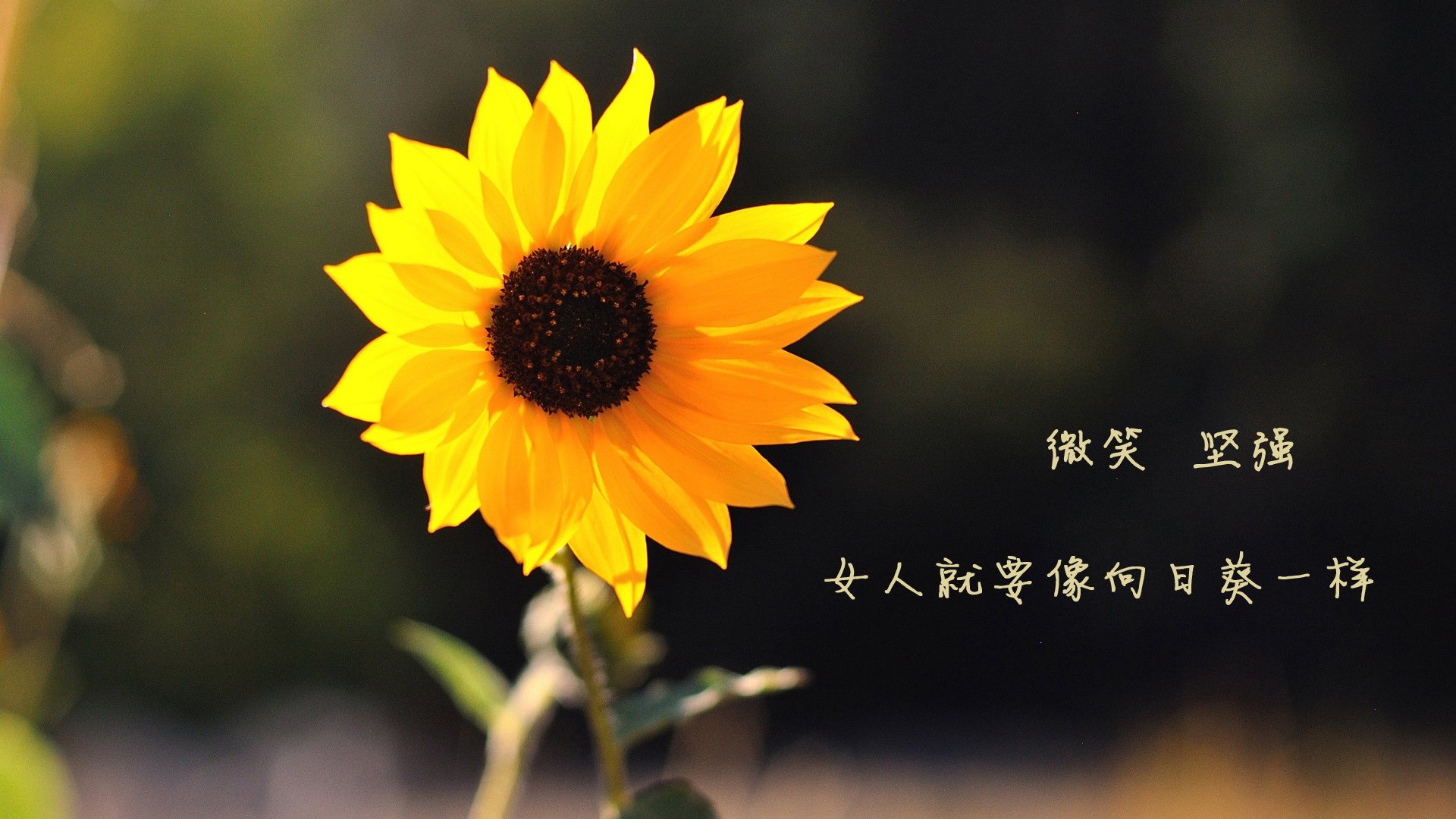爱游戏入口-致命一击的完美注脚，当比利时用战术精密性，为2026世界杯F组写下唯一答案
